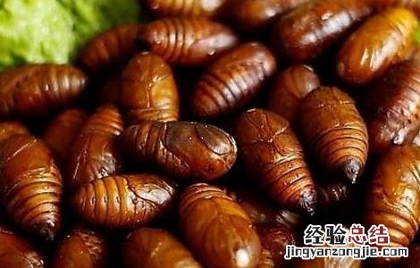 孕妇能吃蚕蛹吗 孕妇能吃蚕蛹吗前三个月
