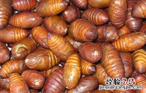 孕妇能吃蚕蛹吗 孕妇能吃蚕蛹吗前三个月