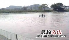清塘后鱼塘怎么消毒 介绍两种方法