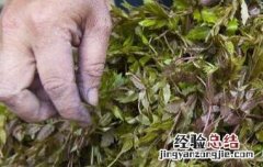 藤茶的功效与作用 藤茶的功效与作用可以天天喝吗?