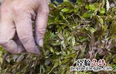 藤茶的功效与作用 藤茶的功效与作用可以天天喝吗?