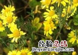 野菊花的功效与作用及服用禁忌 野菊花的功效与作用及服用禁忌症