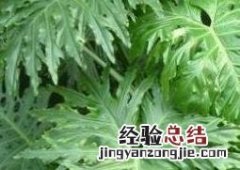 春羽的养殖方法和养殖注意事项是什么 春羽的养殖方法和养殖注意事项