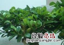 人参榕的养殖方法和注意事项有哪些 人参榕的养殖方法和注意事项