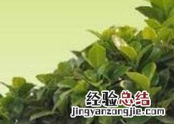 人参榕的养殖方法和注意事项有哪些 人参榕的养殖方法和注意事项