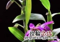 石斛兰如何养殖方法 石斛兰如何养殖
