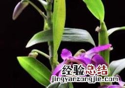 石斛兰如何养殖方法 石斛兰如何养殖