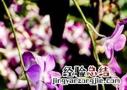 石斛兰如何养殖方法 石斛兰如何养殖