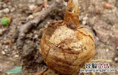 孕妇可以吃延胡索吗