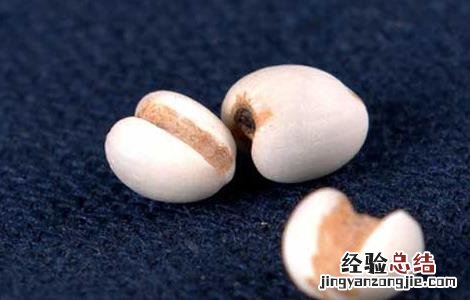 孕妇能吃薏苡仁吗 孕妇能吃薏苡仁吗早期