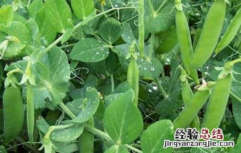 豌豆不能和什么一起吃相克 豌豆不能和什么一起吃