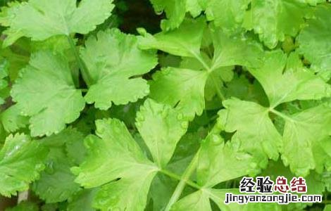 孕妇能吃芹菜吗? 孕妇能吃芹菜吗
