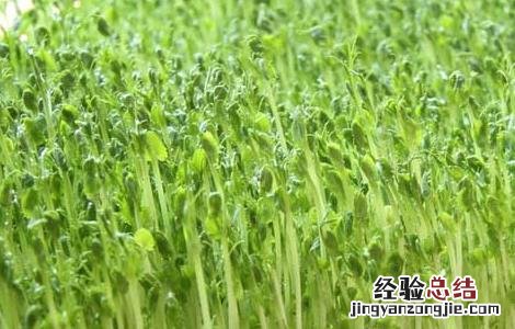 新鲜豌豆发芽能吃吗 豌豆发芽能吃吗