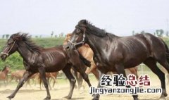 启示录中四匹马的象征意义 马的象征意义