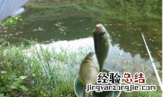 春季野钓鲫鱼怎样调漂 春季钓鲫鱼调漂技巧