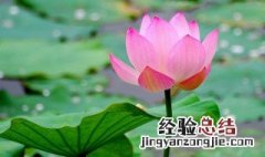 三年级下册的课本里，第三课荷花中的饱胀是什么意思? 荷花中的饱胀的意思解答