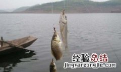 水浅鲫鱼都在水面上怎么钓 教你几招
