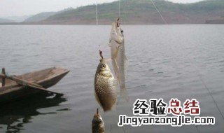 水浅鲫鱼都在水面上怎么钓 教你几招