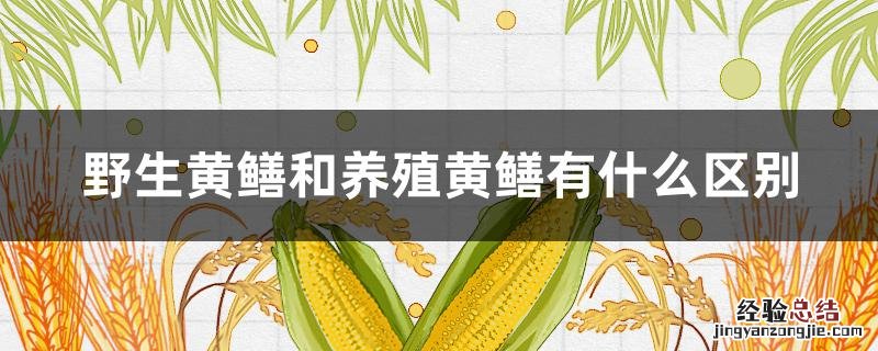 野生黄鳝和养殖黄鳝有什么区别 野生黄鳝和养殖黄鳝有什么区别?