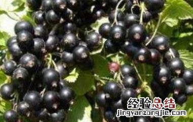 黑加仑有什么功效 黑加仑有什么功效和禁忌
