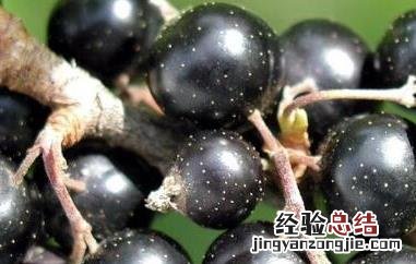 黑加仑有什么功效 黑加仑有什么功效和禁忌