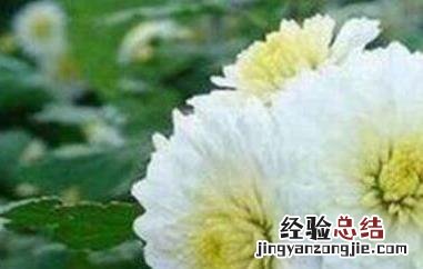 贡菊的功效与作用 贡菊花的功效与作用