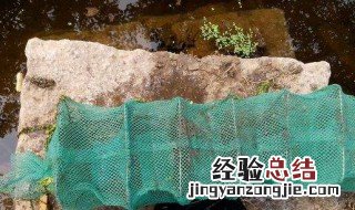下地笼用什么饵料 地笼饵料