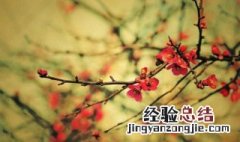 适合北方室外种的花 北方室外可以种什么花