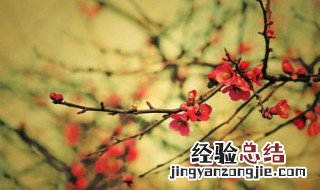 适合北方室外种的花 北方室外可以种什么花