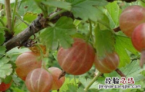 孕妇能吃灯笼果吗晚期 孕妇能吃灯笼果吗