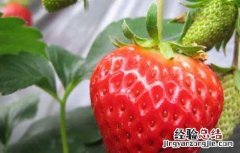 孕妇能吃草莓吗 孕晚期 孕妇能吃草莓吗