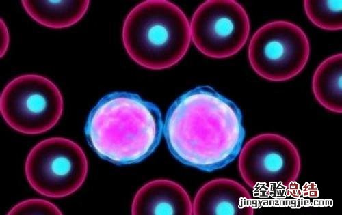 白血球低是怎么回事吃什么能补上 白血球低是怎么回事