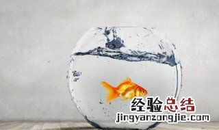 冬天用什么酒米钓鱼最好 这几种都是最佳的选择