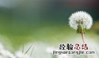 女人常喝蒲公英的好处 蒲公英的好处
