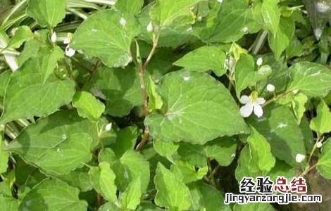 孕妇能吃折耳根吗前三个月 孕妇能吃折耳根吗