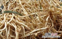 孕妇能吃折耳根吗前三个月 孕妇能吃折耳根吗