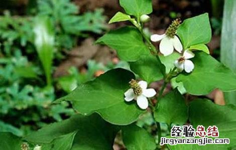 孕妇能吃折耳根吗前三个月 孕妇能吃折耳根吗