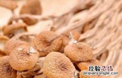 孕妇能吃茶树菇吗前三个月 孕妇能吃茶树菇吗?