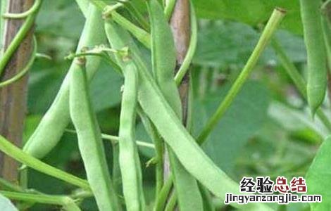 孕妇能吃四季豆吗晚期 孕妇能吃四季豆吗