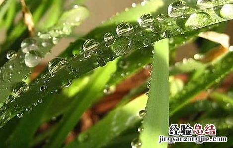 韭菜不能和什么一起吃 韭菜不能和什么一起吃会中毒
