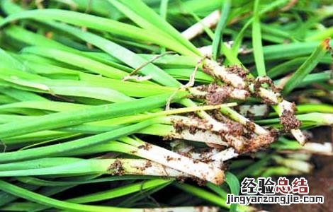 韭菜不能和什么一起吃 韭菜不能和什么一起吃会中毒