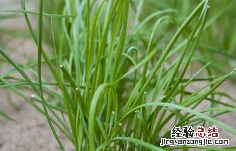 韭菜不能和什么一起吃 韭菜不能和什么一起吃会中毒