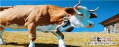 牛可以喂肉吗 用肉喂牛会怎样