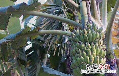 香蕉不能和什么一起吃 香蕉不能和什么一起吃 禁忌