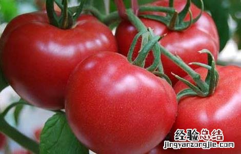 孕妇可以吃西红柿吗 孕妇可以吃西红柿吗早期