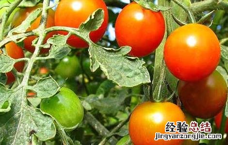 孕妇可以吃西红柿吗 孕妇可以吃西红柿吗早期