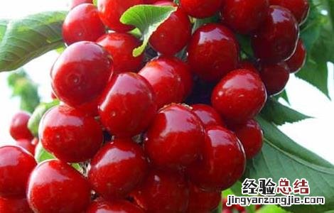 孕妇能吃车厘子吗 孕早期 孕妇能吃车厘子吗