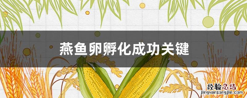 燕鱼卵孵化成功关键 燕鱼卵孵化成功关键视频