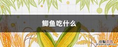鲫鱼吃什么 鲫鱼吃什么蔬菜