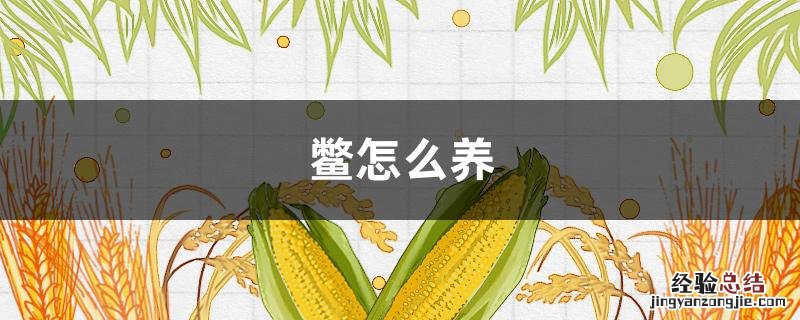 鳖怎么养 鳖怎么养活